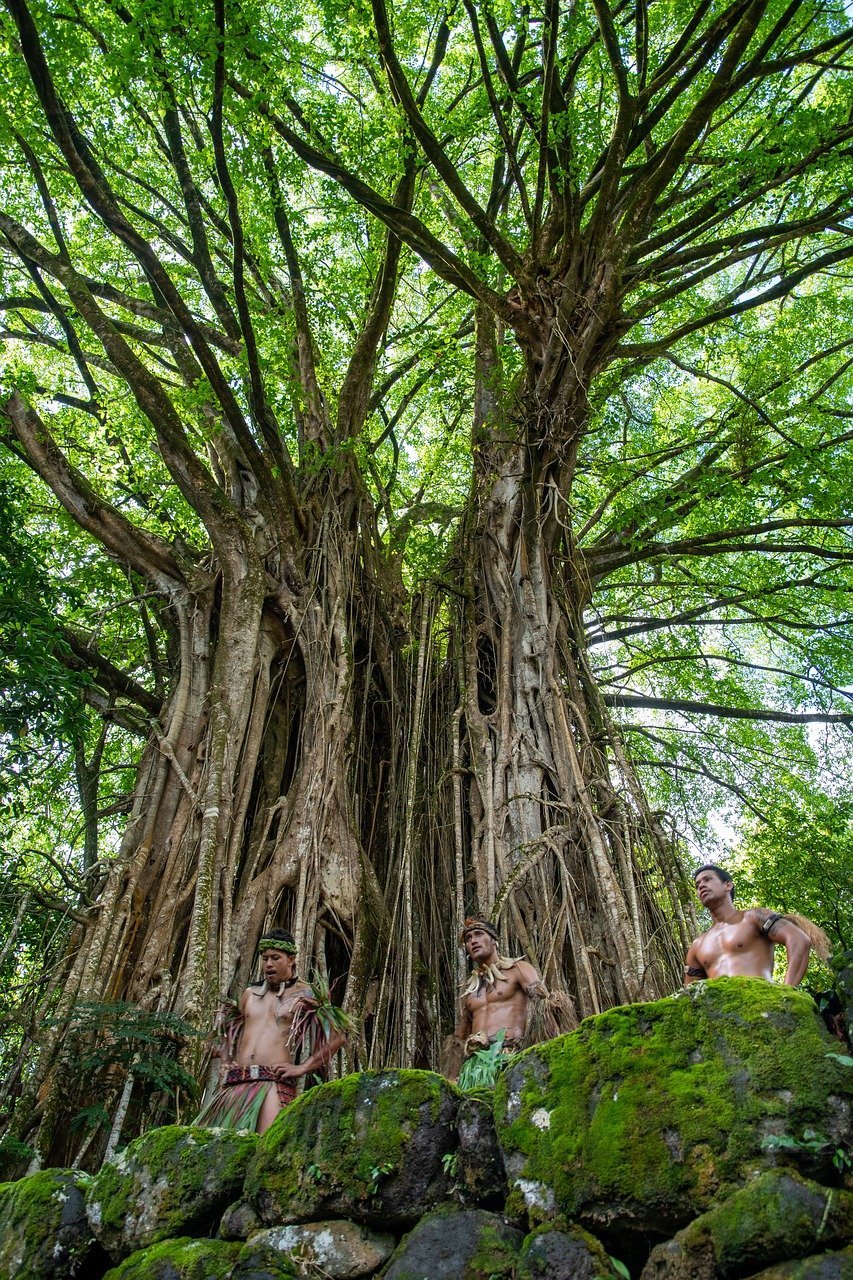 banyan, tree, old-7618202.jpg